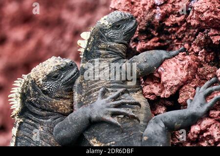 Portrait de deux femelles Galapagos Marine Iguanas embrassant (Amblyrhynchus cristatus) sur un mur de lave rouge Banque D'Images