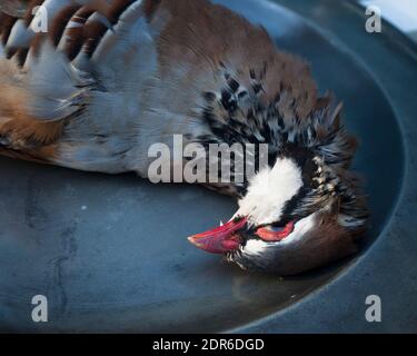 Partridge en plumes prêt à pluck montré sur un étain chargeur Banque D'Images