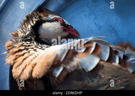 Partridge en plumes prêt à pluck montré sur un étain chargeur Banque D'Images