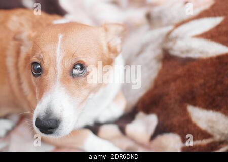 Chien à cheveux rouges avec un oeil endommagé look mignon, espace de copie Banque D'Images