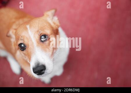 Chien à cheveux rouges avec un oeil endommagé look mignon, espace de copie Banque D'Images