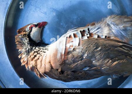 Partridge en plumes prêt à pluck montré sur un étain chargeur Banque D'Images