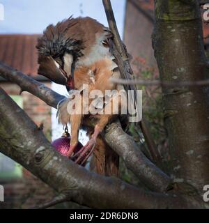 Partridge en plumes prêt à piller Banque D'Images