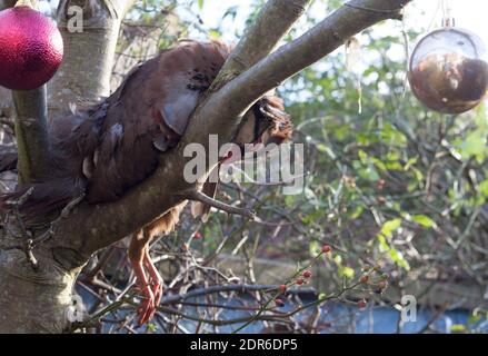 Partridge en plumes prêt à piller Banque D'Images