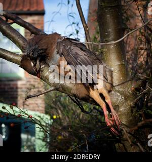 Partridge en plumes prêt à piller Banque D'Images