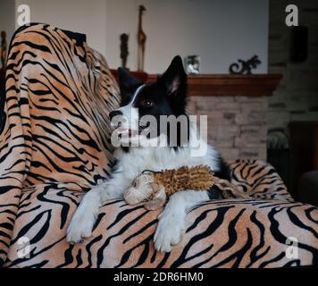 Adorable bordure Collie repose sur couverture sur canapé avec son jouet. Joli chien noir et blanc sur le canapé dans le salon. Banque D'Images