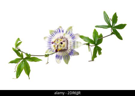 Passiflower de Passiflora isolé sur fond blanc. Grande belle fleur. Une branche de creepers. Banque D'Images