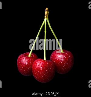 Cerises fraîches et mûres avec gouttes d'eau isolées sur fond noir Banque D'Images