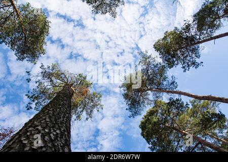 Sommets d'arbres lumineux dans une forêt dans une perspective basse image Banque D'Images