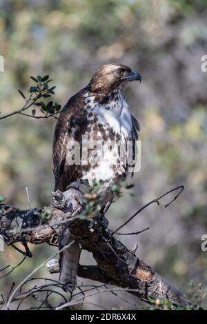 Le Copers Hawk Bird garde l'œil sur le danger lorsqu'il est perché sur une branche de chêne en bois mort dans les collines de Californie. Banque D'Images