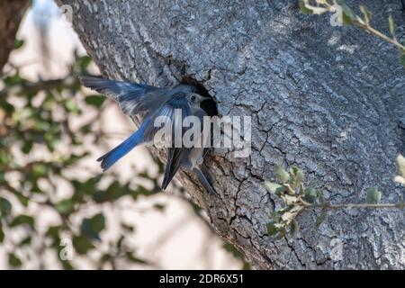 Les mâles et les femelles disent que les oiseaux Phoebe volent ensemble à l'entrée dans le chêne à leur nid d'origine. Banque D'Images