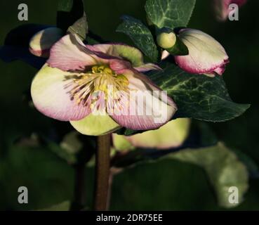 Helleborus Glenda’s Gloss est un hellebore vivace herbacé à feuilles persistantes qui produit de belles feuilles vert foncé qui sont véinées et marbrées en argent Banque D'Images