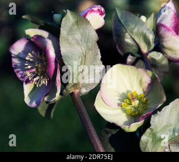 Helleborus Glenda’s Gloss est un hellebore vivace herbacé à feuilles persistantes qui produit de belles feuilles vert foncé qui sont véinées et marbrées en argent Banque D'Images