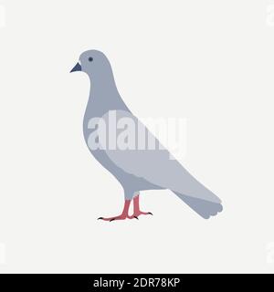 Vecteur d'icône Pigeon Dove isolé sur fond blanc Illustration de Vecteur