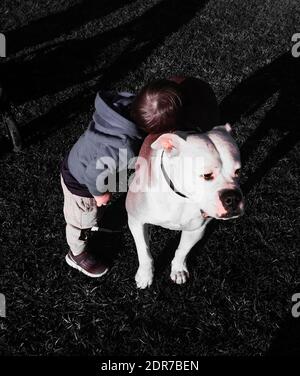 Bebe Bouledogue Americain Photo Stock Alamy