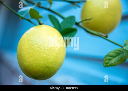 Mûrissement des citrons de Meyer, un agrumes hybride originaire de Chine et introduit aux États-Unis par l'explorateur agricole Frank Nicholas Meyer. (ÉTATS-UNIS) Banque D'Images