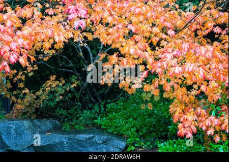 Érable japonais avec feuilles orange, jaune et rouge Banque D'Images