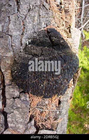 Echinodontium tinctorium, un champignon de peinture indien, qui pousse sur un grand sapin tombé, Abies grandis, le long du lac Alvord, à l'est de Troy, au Montana. Ce champignon h Banque D'Images