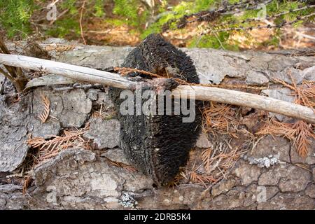 Echinodontium tinctorium, un champignon de peinture indien, qui pousse sur un grand sapin tombé, Abies grandis, le long du lac Alvord, à l'est de Troy, au Montana. Ce champignon h Banque D'Images