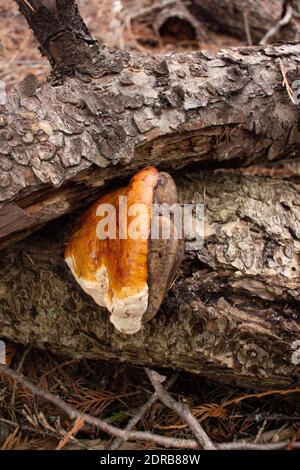 Complexe Fomitopsis pinicola. Champignon de la ceinture rouge poussant sur un conifères mort, près du lac Alvord, à l'est de Troy, Montana. Red Belt Conk est l'un des nombreux c Banque D'Images