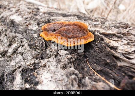 Gloeophyllum sepiarium, Rusty Gilled Polypore, qui pousse sur le tronc d'un arbre de conifères mort, le long des rives de la rivière Kootenai, à Troy, Montana. W Banque D'Images