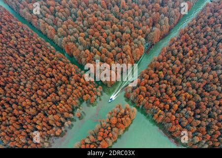 Pékin, Chine. 19 décembre 2020. Photo aérienne prise le 19 décembre 2020 montre un bateau à grande vitesse naviguant au milieu des cyprès de l'étang dans la ville de Xiantao, province de Hubei en Chine centrale. Credit: Zhao Jun/Xinhua/Alay Live News Banque D'Images