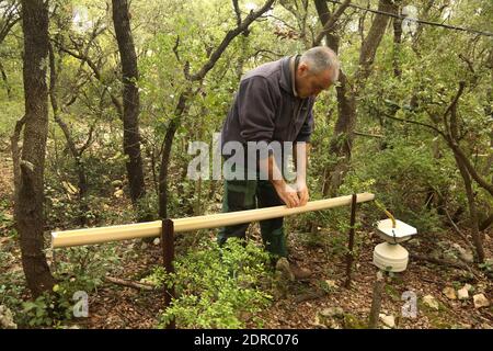 France-Puechabon-Herault.20/10/2015.Jean-Marc Ourcival Directeur du site vérifier les directeurs posés sur les arbres. C'est un laboratoire géant stop de pluies, dans la forêt de Puéchabon les chercheurs du CNRS sous-tente des parcelles de chênes verts au manique d'eau.leur objectif est de tester le comportement d'une forêt aux réductions des précipitations. Les chercheurs du Centre d'écologie fonctionnelle et écologique de Montpellier ont inventorié des systèmes ingénieux pour simultanément la prédiction du chauffeur climatique dans 100 ans avec 3 débarqués de plus.des parcelles entières de chênes ver Banque D'Images