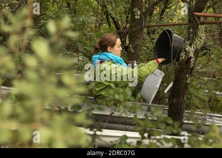 France-Puechabon-Herault.20/10/2015.Seline Martin Blangy scientifique sur l'impact du changement climatique, réprimeur la matière tombée des arbres pour estimer la biomasse produit par la forêt. C'est un laboratoire géant stop de pluies, dans la forêt de Puéchabon les chercheurs du CNRS sous-tente des parcelles de chênes verts au manique d'eau.leur objectif est de tester le comportement d'une forêt aux réductions des précipitations. Ces chercheurs du Centre d'écologie fonctionnelle et Evolutive de Montpellier ont inventorié des systèmes ingénieux pour simultanément la prédiction du traitement clim Banque D'Images