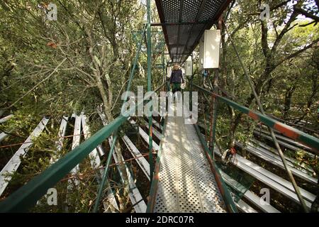 France-Puechabon-Herault.20/10/2015.Jean-Marc Ourcival Directeur du site Web de la Matière tombe des arbres pour estimer la biomasse produit par la forêt. C'est un laboratoire géant stop de pluies, dans la forêt de Puéchabon les chercheurs du CNRS sous-tente des parcelles de chênes verts au manique d'eau.leur objectif est de tester le comportement d'une forêt aux réductions des précipitations. Ces chercheurs du Centre d'écologie fonctionnelle et écologique de Montpellier ont inventorié des systèmes ingénieux pour simultanément la prédiction du fonctionnement climatique dans 100 ans avec 3 dénés de Banque D'Images