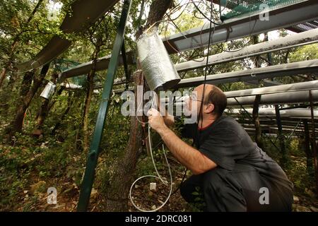 France-Puechabon-Herault.20/10/2015.Karim Piquemal ingéneur, responsable des 300 capteurs et 16 enregistrés de dons.c'est un laboratoire géographique arrêt de pluies , dans la forêt de Puéchabon les chercheurs du CNRS, dans le secteur des réductions de hauteur d'état des forêts, dans le secteur des forêts d'essai des forêts. Les chercheurs du Centre d'écologie fonctionnelle et écologique de Montpellier ont inventorié des systèmes ingénieux pour simultanément la prédiction du chauffeur climatique dans 100 ans avec 3 débarqués de plus.des parcelles entières de chê Banque D'Images