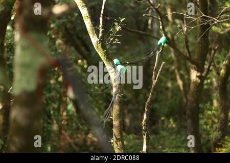 France-Puechabon-Herault.20/10/2015.Jean-Marc Ourcival Directeur du site vérifier les directeurs posés sur les arbres. C'est un laboratoire géant stop de pluies, dans la forêt de Puéchabon les chercheurs du CNRS sous-tente des parcelles de chênes verts au manique d'eau.leur objectif est de tester le comportement d'une forêt aux réductions des précipitations. Les chercheurs du Centre d'écologie fonctionnelle et écologique de Montpellier ont inventorié des systèmes ingénieux pour simultanément la prédiction du chauffeur climatique dans 100 ans avec 3 débarqués de plus.des parcelles entières de chênes ver Banque D'Images