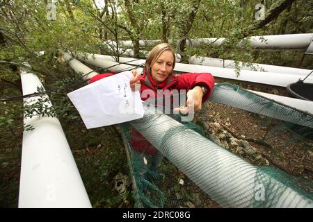 France-Puechabon-Herault.20/10/2015.Isabelle Chuine directrice de recherche au CNRS sur l'impact du changement climatique, récol la matière tombée des arbres pour estimer la biomasse produit par la forêt. C'est un laboratoire géant stop de pluies, dans la forêt de Puéchabon les chercheurs du CNRS sous-tente des parcelles de chênes verts au manique d'eau.leur objectif est de tester le comportement d'une forêt aux réductions des précipitations. Ces chercheurs du Centre d'écologie fonctionnelle et Evolutive de Montpellier ont inventorié des systèmes ingénieux pour simultanément la prédiction du réch Banque D'Images