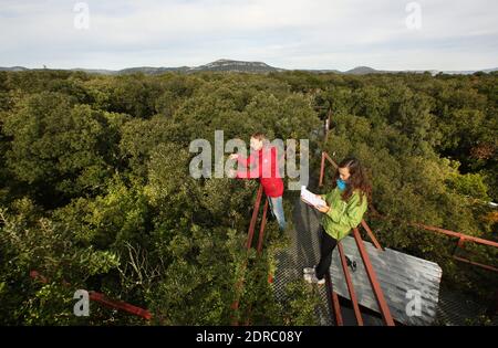 France-Puechabon-Herault.20/10/2015.Isabelle Chuine directrice de recherche au CNRS sur l'impact du changement climatique enregistré l'état de la forêt au sommet des chênes .c'est un laboratoire géant stop de pluies, Dans la forêt de Puéchabon les chercheurs du CNRS sous-tente des parcelles de chênes verts au manique d'eau.leur objectif est de tester le comportement d'une forêt aux réductions des précipitations. Ces chercheurs du Centre d'écologie fonctionnelle et Evolutive de Montpellier ont inventorié des systèmes ingénieux pour simultanément la prédiction du fonctionnement climatique dans 100 ans Banque D'Images