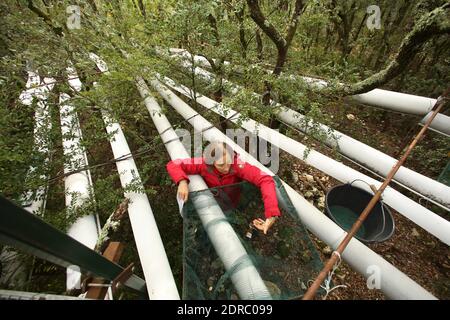 France-Puechabon-Herault.20/10/2015.Isabelle Chuine directrice de recherche au CNRS sur l'impact du changement climatique, récol la matière tombée des arbres pour estimer la biomasse produit par la forêt. C'est un laboratoire géant stop de pluies, dans la forêt de Puéchabon les chercheurs du CNRS sous-tente des parcelles de chênes verts au manique d'eau.leur objectif est de tester le comportement d'une forêt aux réductions des précipitations. Ces chercheurs du Centre d'écologie fonctionnelle et Evolutive de Montpellier ont inventorié des systèmes ingénieux pour simultanément la prédiction du réch Banque D'Images