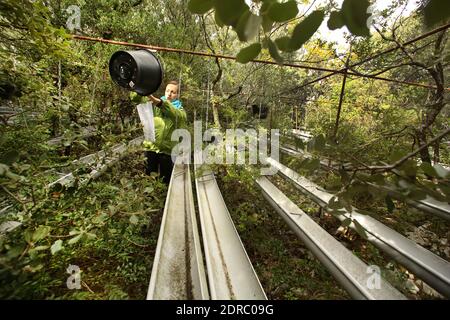 France-Puechabon-Herault.20/10/2015.Seline Martin Blangy scientifique sur l'impact du changement climatique, réprimeur la matière tombée des arbres pour estimer la biomasse produit par la forêt. C'est un laboratoire géant stop de pluies, dans la forêt de Puéchabon les chercheurs du CNRS sous-tente des parcelles de chênes verts au manique d'eau.leur objectif est de tester le comportement d'une forêt aux réductions des précipitations. Ces chercheurs du Centre d'écologie fonctionnelle et Evolutive de Montpellier ont inventorié des systèmes ingénieux pour simultanément la prédiction du traitement clim Banque D'Images