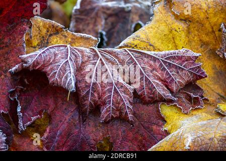 Feuilles d'automne dépolies colorées dans la forêt irlandaise Banque D'Images