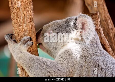 Gros plan d'un koala australien se cachant entre les troncs d'arbres Banque D'Images
