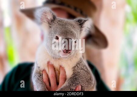 Gros plan sur un koala australien mignon et câliner l'ours est retenu Banque D'Images
