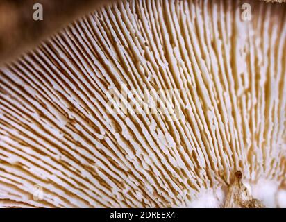 Gros plan d'un capuchon de champignon, texture du fond du champignon à une distance extrêmement étroite, mise au point sélective. Banque D'Images