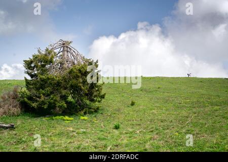 Dommages causés par la tempête VAIA dans le parc national des Dolomites de Belluno, épinette brisée dans un pré vert. Monte Avena, province de Belluno, Italie Banque D'Images