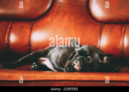 Jeune Chiot Bouledogue Francais Noir Assis Sur Canape Rouge Bebe Chien Drole A L Interieur Photo Stock Alamy