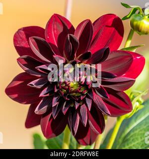 'Arabian Night' formel Dahlia décoratif, Dekoratifdahlia (Dahlia x hortensis) Banque D'Images