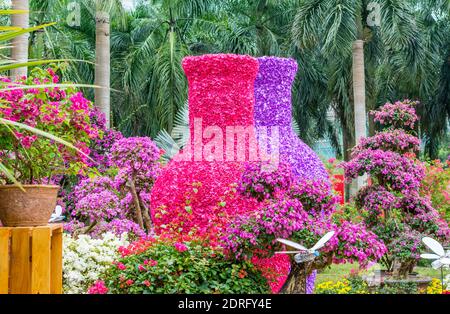 Vase en forme de bougainvillea spectabilis violet spectacle de fleurs à Shenzhen, Chine. Bougainvillea également connu sous le nom de grand bougainvillea, une espèce de flowerin Banque D'Images