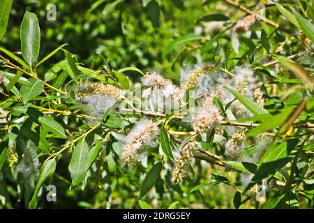 Peluches de saule sur les branches. Graines de peupliers moelleuses. Mise au point douce sélective. Allergène fort, concept de danger pour la santé. Banque D'Images