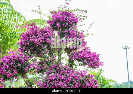 Bonsai pourpre de Bougainvillea spectabilis exposition de fleurs à Shenzhen, en Chine. Aussi comme grand bougainvillea, une espèce de plante à fleurs. Il Banque D'Images