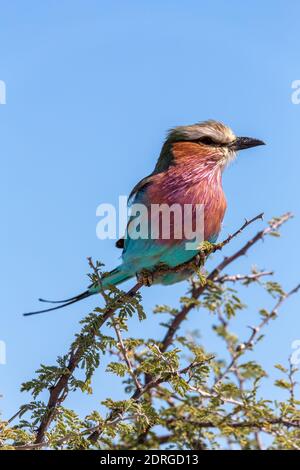 Rouleau à brises de lilas, caudata de Coracias, magnifique oiseau coloré dans la réserve de gibier d'Etosha, safari en Namibie et faune. Banque D'Images