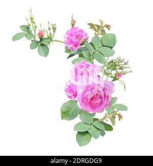 Bordure d'angle avec branche de rose avec fleurs roses. Cadre d'angle avec branches de rose grimpant. Isolé sur fond blanc Banque D'Images