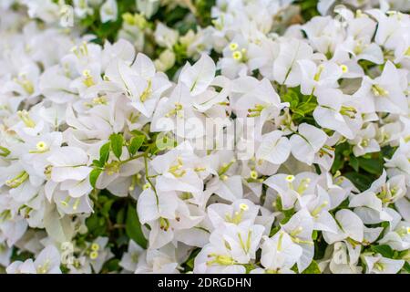 Festival de fleurs de bougainvilliers blanc bonsaï à Shenzhen, en Chine. Bougainvillea également connu sous le nom de grand bougainvillea, une espèce de plante à fleurs. N Banque D'Images