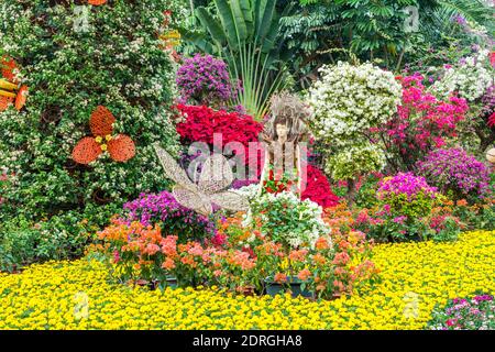 Festival de fleurs de bougainvilliers bonsai à Shenzhen, en Chine. Bougainvillea également connu sous le nom de grand bougainvillea, une espèce de plante à fleurs. C'est le cas Banque D'Images