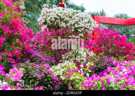 Bonsai pourpre de Bougainvillea spectabilis exposition de fleurs à Shenzhen, en Chine. Aussi comme grand bougainvillea, une espèce de plante à fleurs. Il Banque D'Images